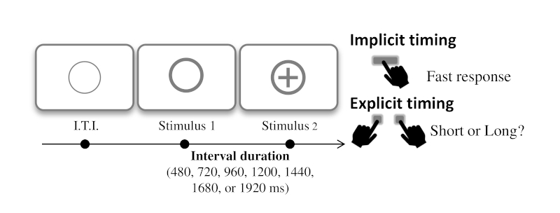 Figure 1. Schematic illustration of the implicit and explicit timing tasks used in Capizzi et al. (2022). Both timing tasks comprised the same stimulus material and general procedure, but differed in the task instructions given to participants. In the implicit timing task, participants had to respond to the cross whenever it appeared inside the thicker circle. In the explicit timing task, participants first memorized the shortest and longest interval durations (i.e., 480 and 1920 ms) separating Stimulus 1 (thicker circle) and Stimulus 2 (cross symbol), and then classified all durations as closer to the “short standard” or to the “long standard”. I.T.I. stands for Interval Trial Interval.